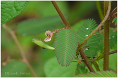 Aeschynomene americana